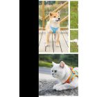 Macskahám pórázzal